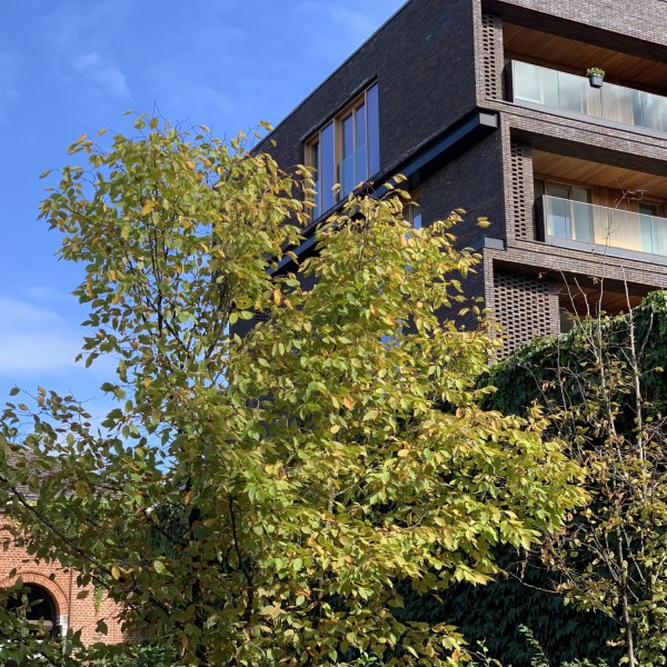 Clarenhof - Hasselt